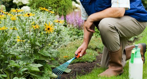 Gardener using hedge trimmers on a dense privet hedge